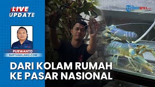 Kisah Sukses Warga Malang Budidaya Lobster Air Tawar, Pemilik Usaha: Bisa Dikonsumsi atau Dipelihara