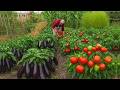 Harvesting Organic Eggplants Peppers Tomatoes Grandma And Grandpa Daily Life