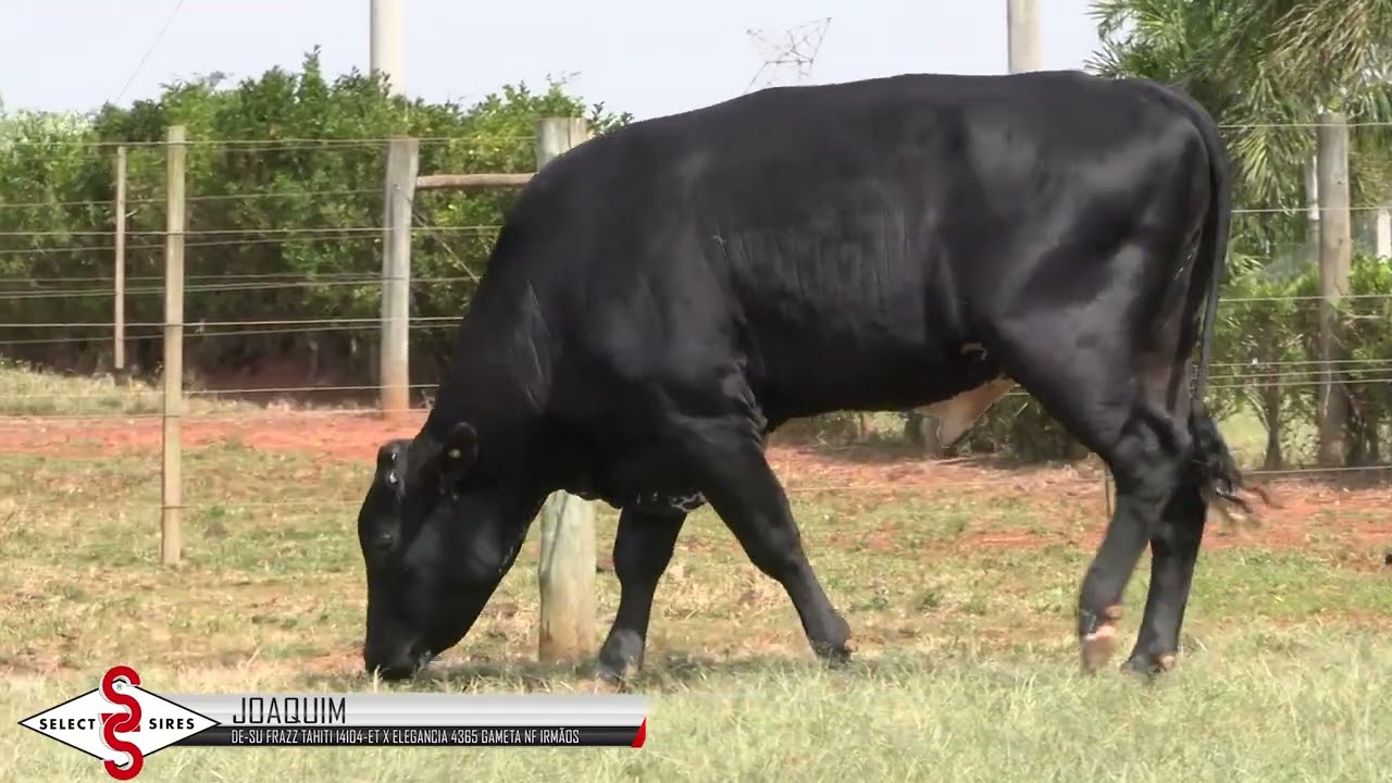 Vídeo JOAQUIM FIV 4365 TAHITI NF IRMÃOS