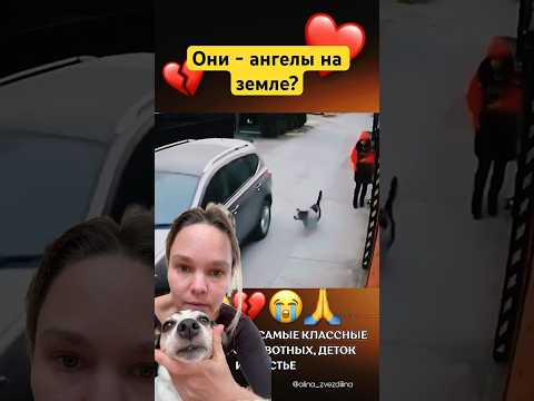 Лучшие существа,согласны?💔 #удивительныеистории #боль #собака #собаки #помощь #спасение #люди #топ