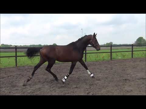 Don Ruto x Lobster hengst los