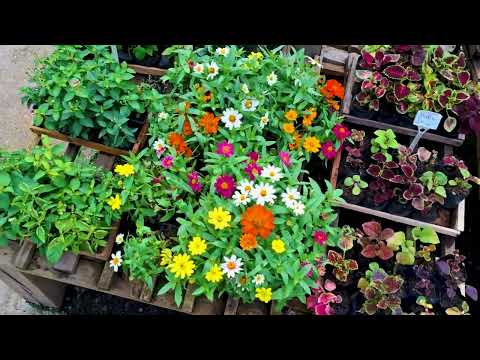 MARGARIDA #stilllife