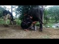 Baffelo Milk Making Village Style