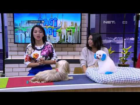 Pagi pagi 21 September 2015 Part 4/5 - Aristine Membahas Salon Hewan b