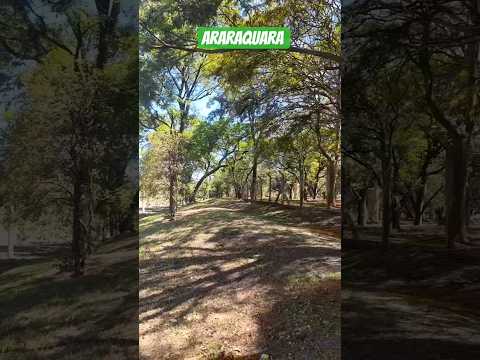 #viral_video #Araraquara são Paulo #shorts #brasil