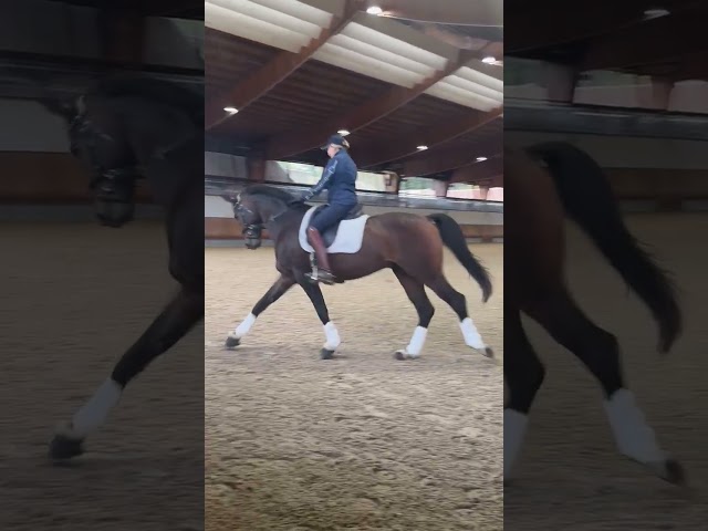 Recherche demie pensionnaire dressage 