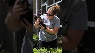 Kittens Rescued from Church #cat #kittenrescue #kitten