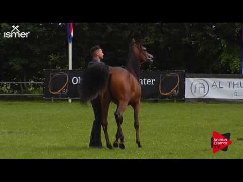 N.132 MAHIL AL MARENGA - Ströhen 2017 Int B-Show - Yearling Colts (Class F)