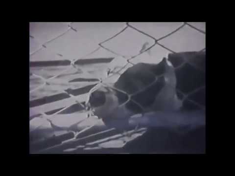 N.C.P.I.T.T (Prod. Kinko Valentino)