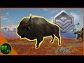 The Biggest Bison I've Ever SEEN!! Call Of The Wild