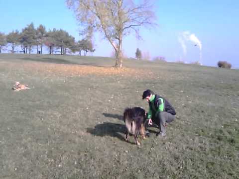 Futterdummytraining mit Kalisha am Laaberg