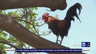Controlling the feral chicken population with Pest Tech Hawaii Pt.3