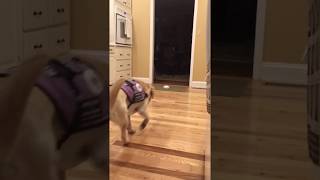 Diabetic Alert Dog Dialing 911