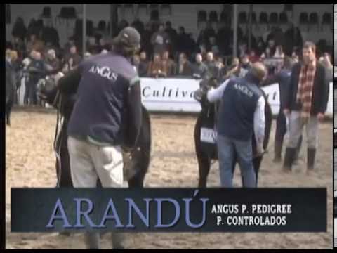 27-07-16__JURA TERNEROS/AS - PALERMO 2016 - 04 de 7