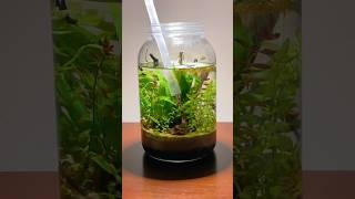 Download lagu Building a jar aquarium ecosystem #fishtank #plants #aquarium #diy mp3 Download lagu Building a jar aquarium ecosystem #fishtank #plants #aquarium #diy mp3