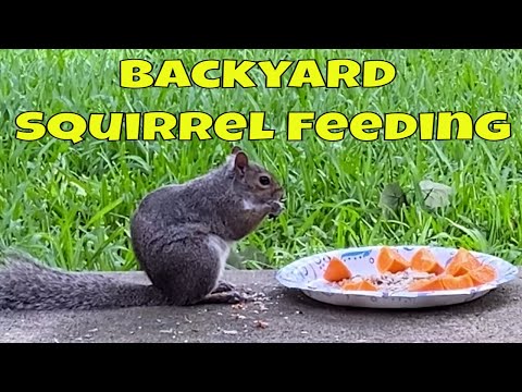 Squirrel Backyard Feeding - What To Feed Squirrels