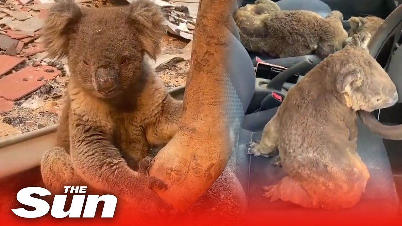 Car full of koalas rescued from Australia bushfires thumnail