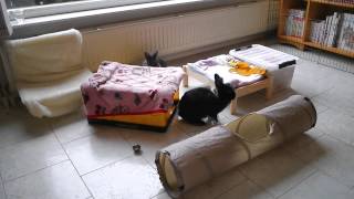 High Speed Bunnies :3