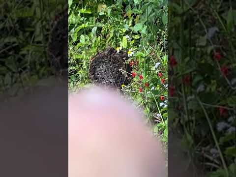 Insect home pollinators #nature ￼#insects #home #holes #log #bees #view #education #educational #fun