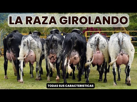 , title : 'Raza de ganado Girolando y sus características'