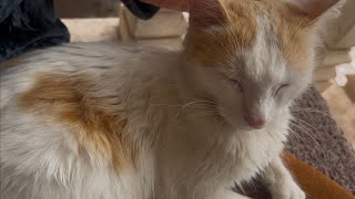 1.5 minutes of relaxation with cute kitty ✨|| cute cats || lovely cats || cats life ||Cats story ✨
