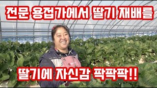 전문 용접 여신이 귀농하여 딸기 농가를 시작하였다!!! 그녀는 누구인가??? 지안에서 딸기 생육관리 1등이라…