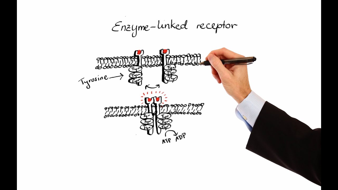 Pharmacology - PHARMACODYNAMICS (MADE EASY)