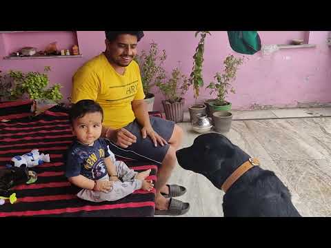 My Labrador Dog (leo) 🐶 #viral #dog #labrador #youtube #trending #training