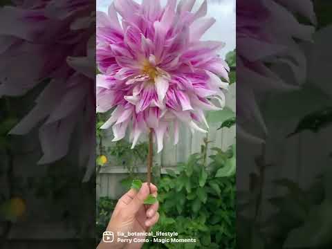 園芸 レッドラベルのダリア