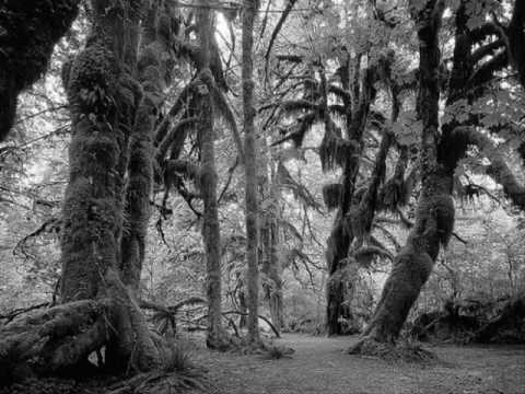 Darkthrone - Lifeless