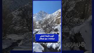 تساقطات ثلجية كثيفة بمرتفعات جبل توبقال thumbnail