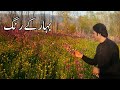 Spring In Swat Valley Colors Of Spring Colorful Pakistan Lakes Hikers