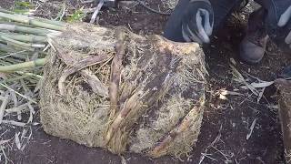 How to Divide Root-bound Potted Bamboo