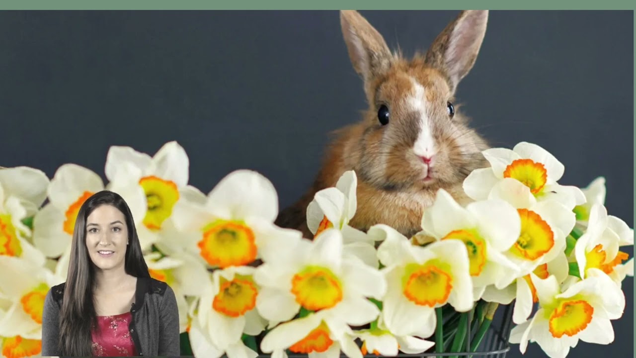 gfa kreativer osterhase