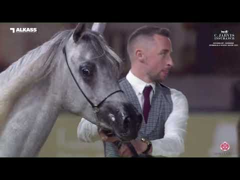 N.50 ASRAR AL NAWASI - Katara Int. Arabian Peninsula Horse Show 2023 - Fillies 2 Years Old Secti...