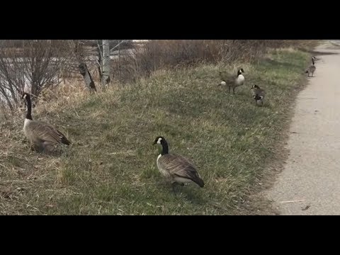 , title : 'Ngỗng Trời Canada Trở Lại Vào Mùa Xuân /  Canadian Geese Come Back in Spring'