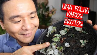 Miniatura do vídeo