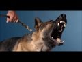 Angry Dog Sound Effects Efek Suara Anjing Marah