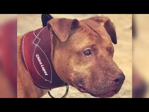 R.I.P. Chico Lopez's Grand Champion Siega The Great