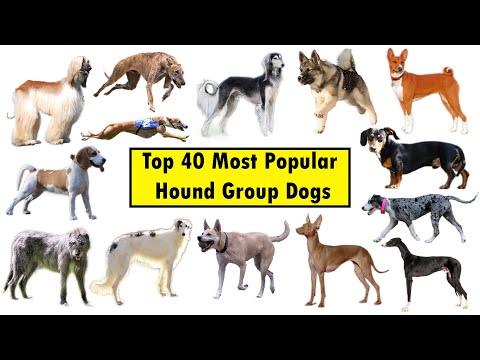 Top 40 Hound Group Dog Breeds