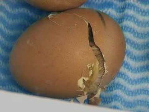 Chick hatching