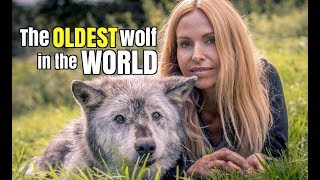 THE OLDEST WOLF IN THE WORLD