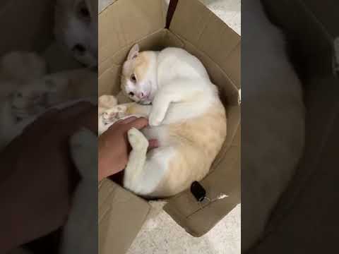 cat's belly rub จกพุงน้องแมวขนมจีน