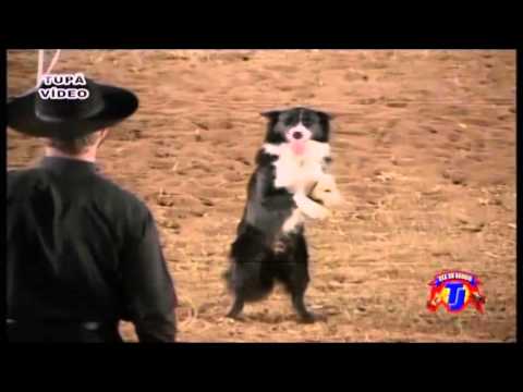 MELHORES MOMENTOS SHOWS CIA IPTASSU