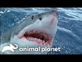 Most DANGEROUS Sharks Up Close And Dangerous Animal Planet