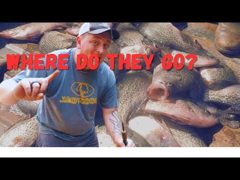 Summer CRAPPIE are EASY | In-depth on how to find summer crappie