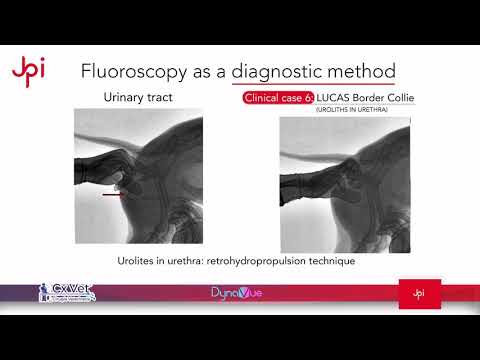 Urolites in urethra: retrohydropropulsion technique | Veterinary Fluoroscopy