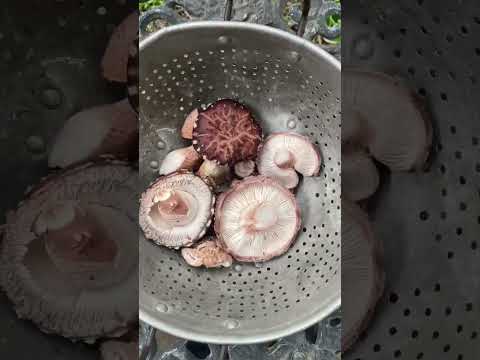 How we grow shiitake mushrooms in our backyard garden! 🙂 #growyourownfood #urbanhomesteading