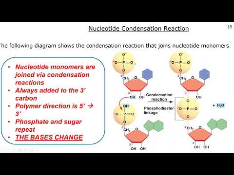 IB Bio Topic 2.6 Nucleic Acids