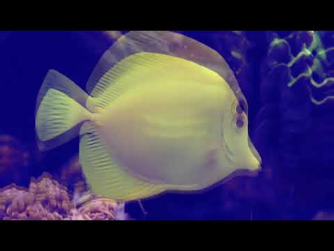 MACE, Rkomi, Venerus - NON VIVO PIÙ SULLA TERRA